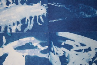 Christine van Royen - Cyanotypes