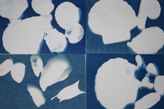Christine van Royen - Cyanotypes