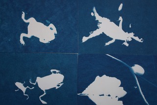 Christine van Royen - Cyanotypes
