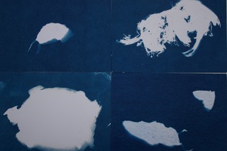 Christine van Royen - Cyanotypes